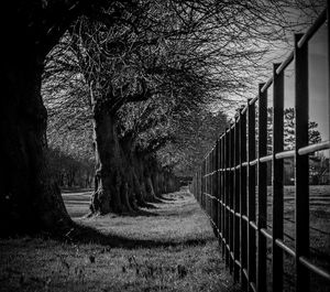 Empty footpath amidst trees