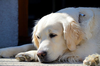 Close-up of a dog resting