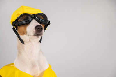 Close-up of a dog looking away