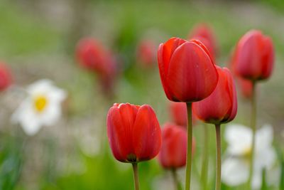 Close-up of red poppy blooming in field