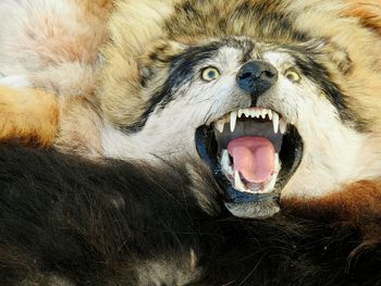 Close-up portrait of a ferocious wolf