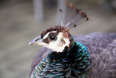 Close-up of a peacock