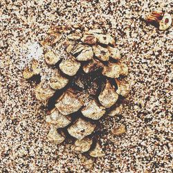 Full frame shot of starfish on beach