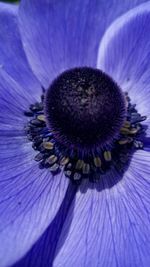 Close-up of purple flowers