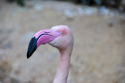 Close-up of a bird