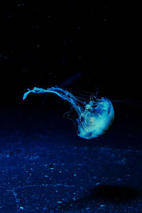 Jellyfish swimming in sea