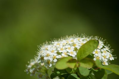 Close-up of flowers