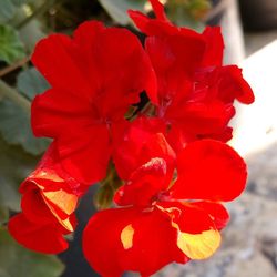 Close-up of red flowers blooming outdoors