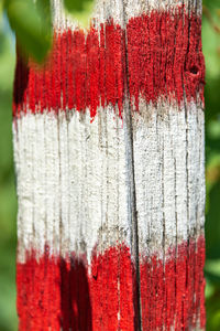 Close-up of multi colored tree trunk