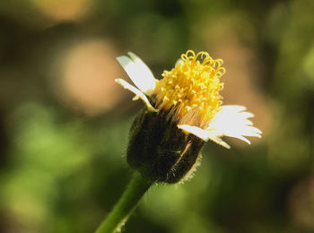 Close-up of yellow flowering plant