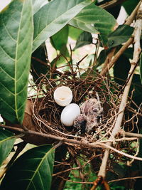 High angle view of bird in nest