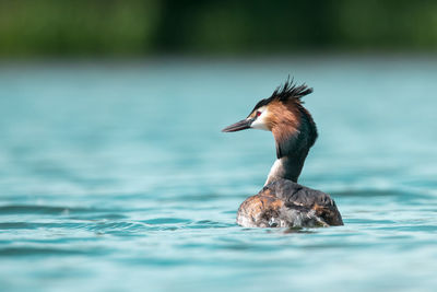 Close-up of duck swimming in water