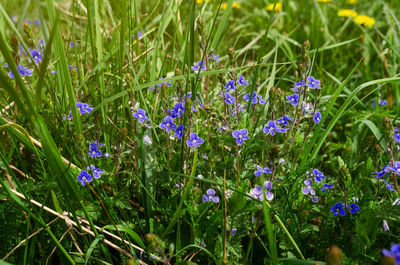 Close-up of purple flowering plants on field