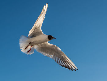 Low angle view of seagull flying against clear blue sky