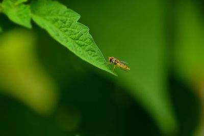 Close-up of ladybug on leaf