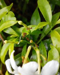 Close-up of plant