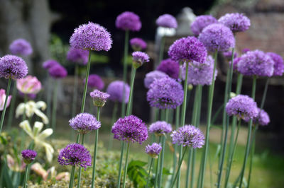 Close-up of purple flowering plants on field