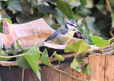 Close-up of bird perching on leaves