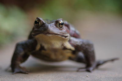 Close-up of frog