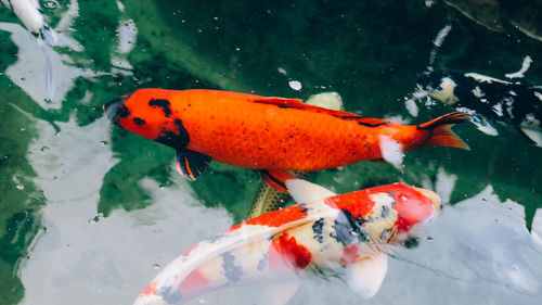 View of koi carps swimming in pond