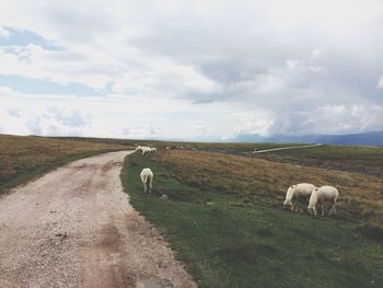 Sheep grazing on grassy field against cloudy sky