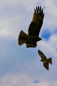 Low angle view of birds flying in sky