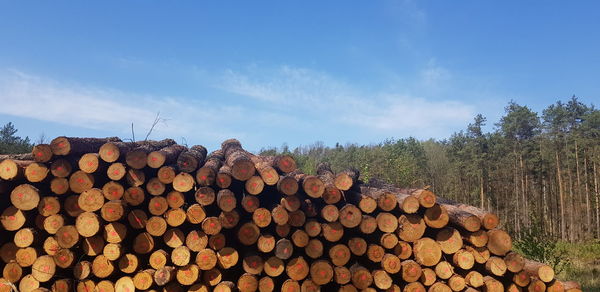 Stack of logs in forest