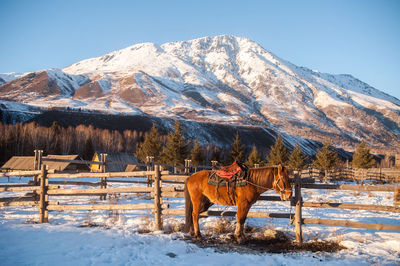 Horse standing on snow covered mountain against sky