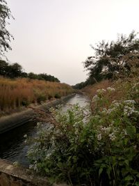 Scenic view of river amidst trees against clear sky