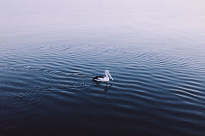 High angle view of bird swimming in lake