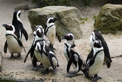 High angle view of penguins on rocks