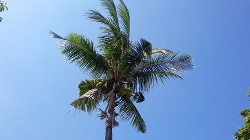 Low angle view of palm tree against clear blue sky