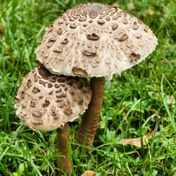 Close-up of mushroom growing on field