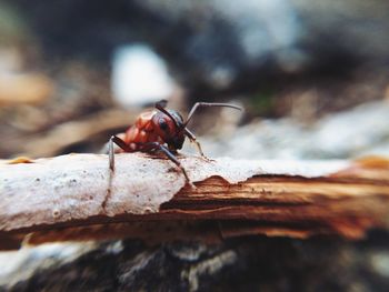 Close-up of insect