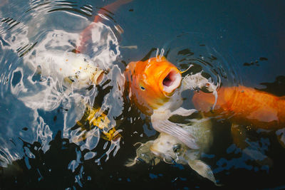 Fish swimming in sea