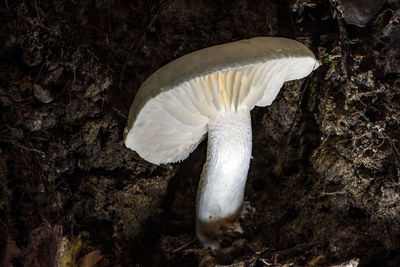 Close-up of a mushroom