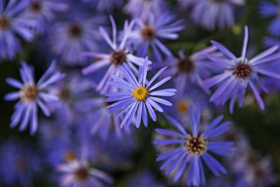 Blue and purple flowers with yellow in the middle