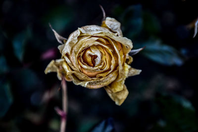 Close-up of wilted rose