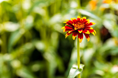 Close-up of red flower blooming outdoors