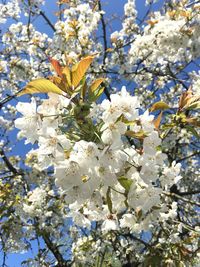 Low angle view of apple blossoms in spring