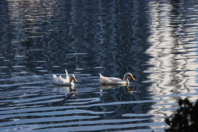 Ducks swimming in lake