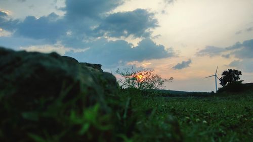 Close-up of grass against sky at sunset