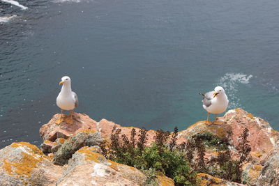 Seagull perching on rock by sea