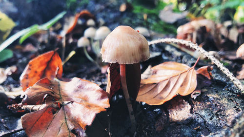 Close-up of mushrooms growing on field