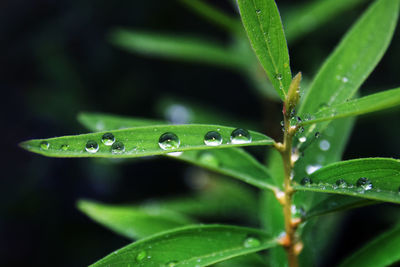 Close-up of water drops on leaf