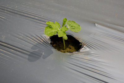 High angle view of leaves floating on lake