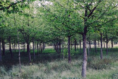 Trees in forest