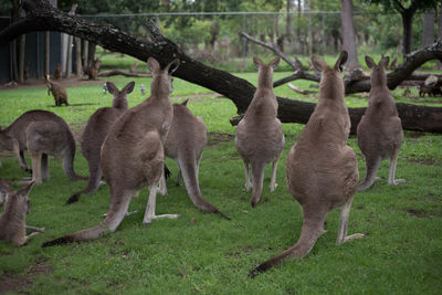 Kangaroos on the landscape