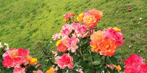 High angle view of pink flowering plants on field