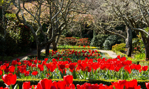 Red tulips blooming in park